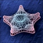 Beautiful Diatoms algae