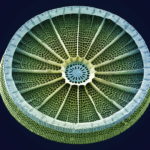 Diatoms algae