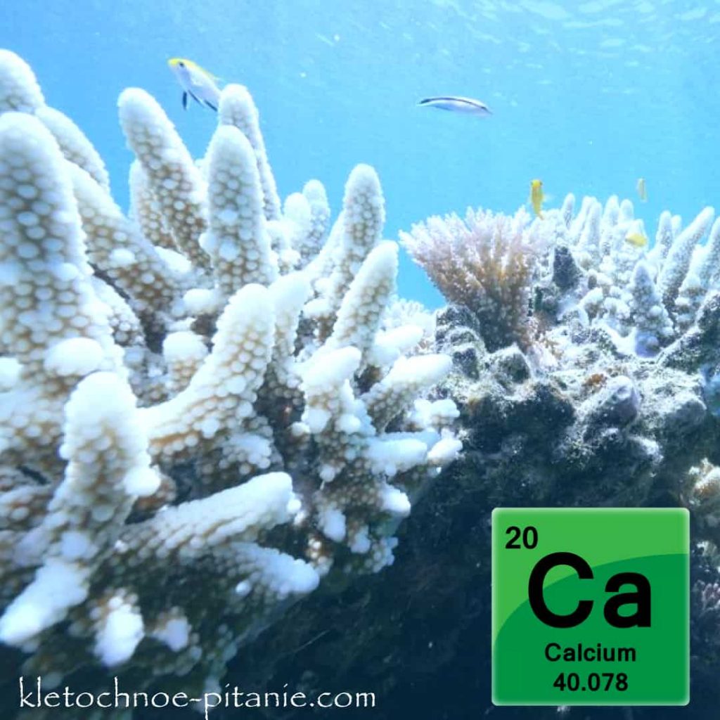 Коралловый кальций польза